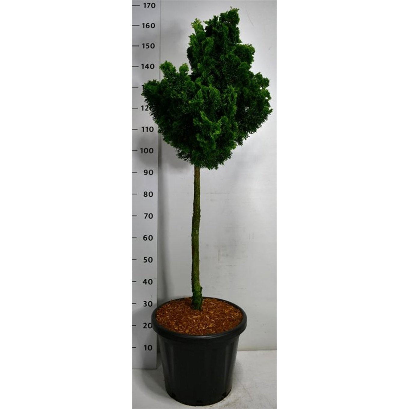 Ädelcypress – Chamaecyparis obtusa 'Nana Gracilis' - 75 CM Stem C25
